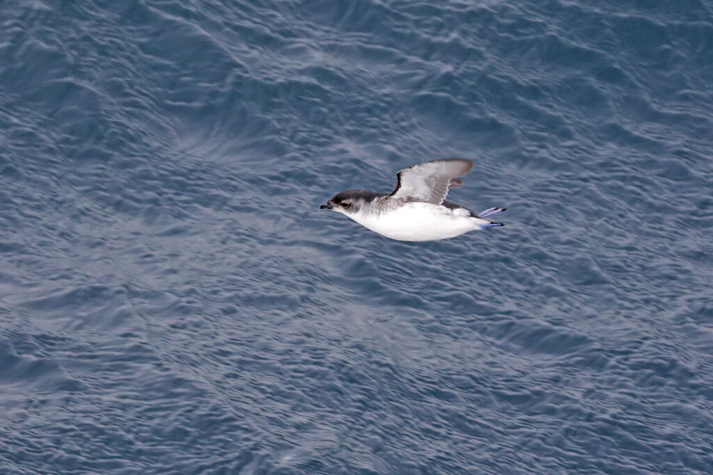 Puffinure de Géorgie du Sud