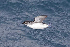 South Georgia Diving Petrel