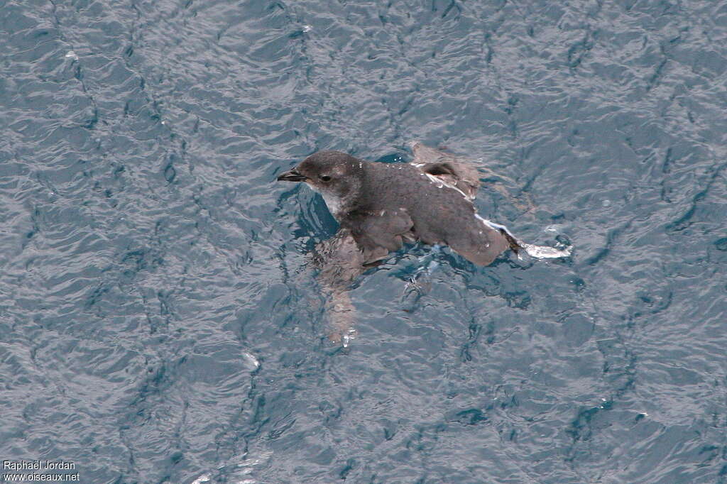 Puffinure plongeuradulte, nage