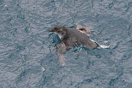 Common Diving Petrel