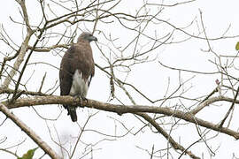 Grey-headed Fish Eagle