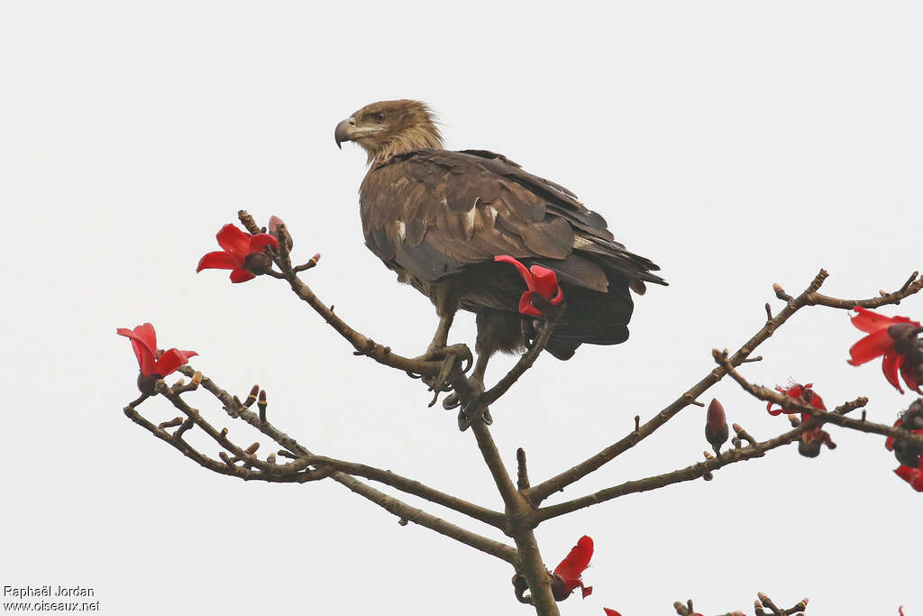 Pallas's Fish Eaglesubadult, identification