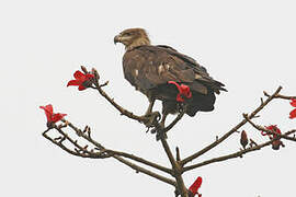 Pallas's Fish Eagle