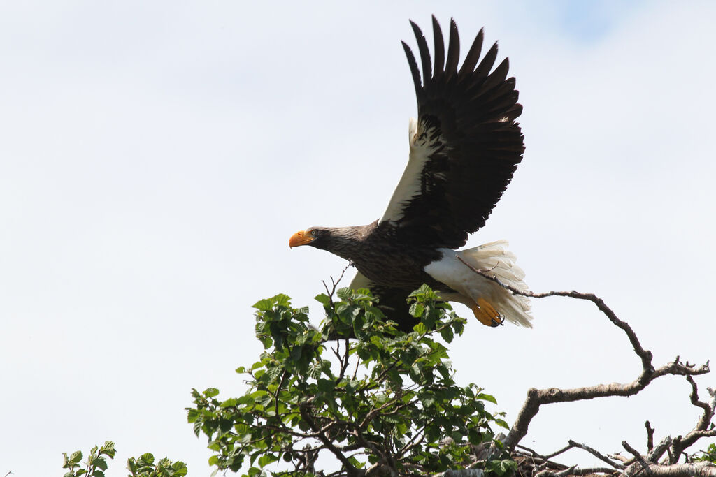 Steller's Sea Eagleadult breeding, identification