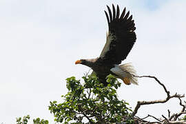 Steller's Sea Eagle