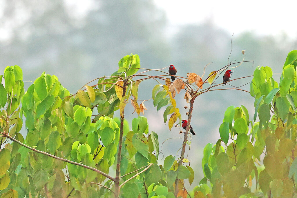 Crimson Seedcracker