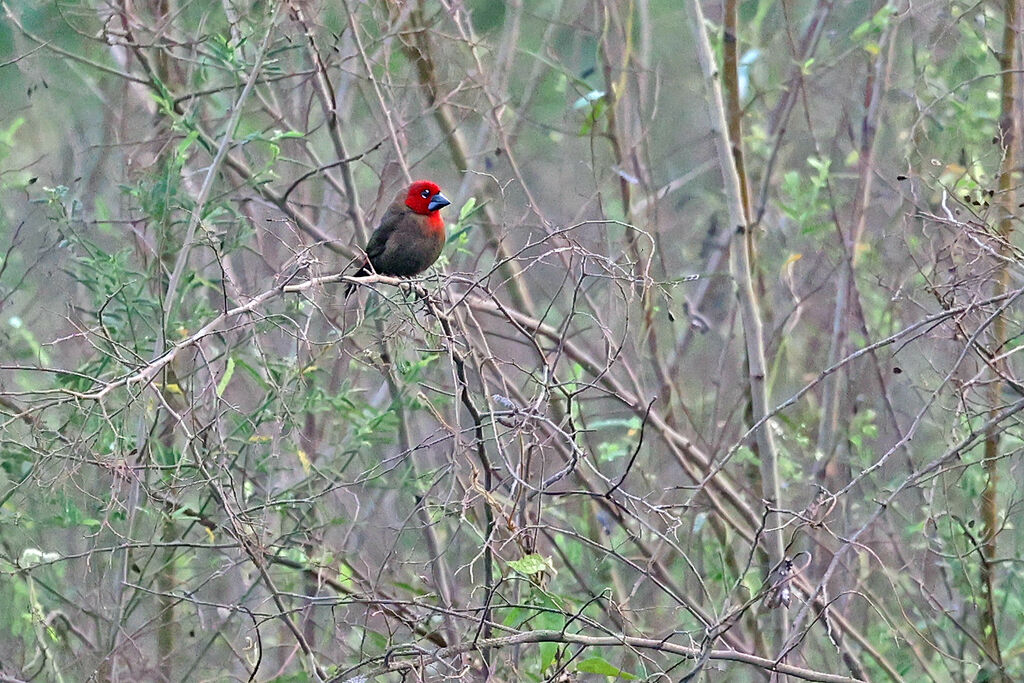 Crimson Seedcracker female