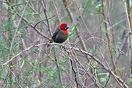 Crimson Seedcracker