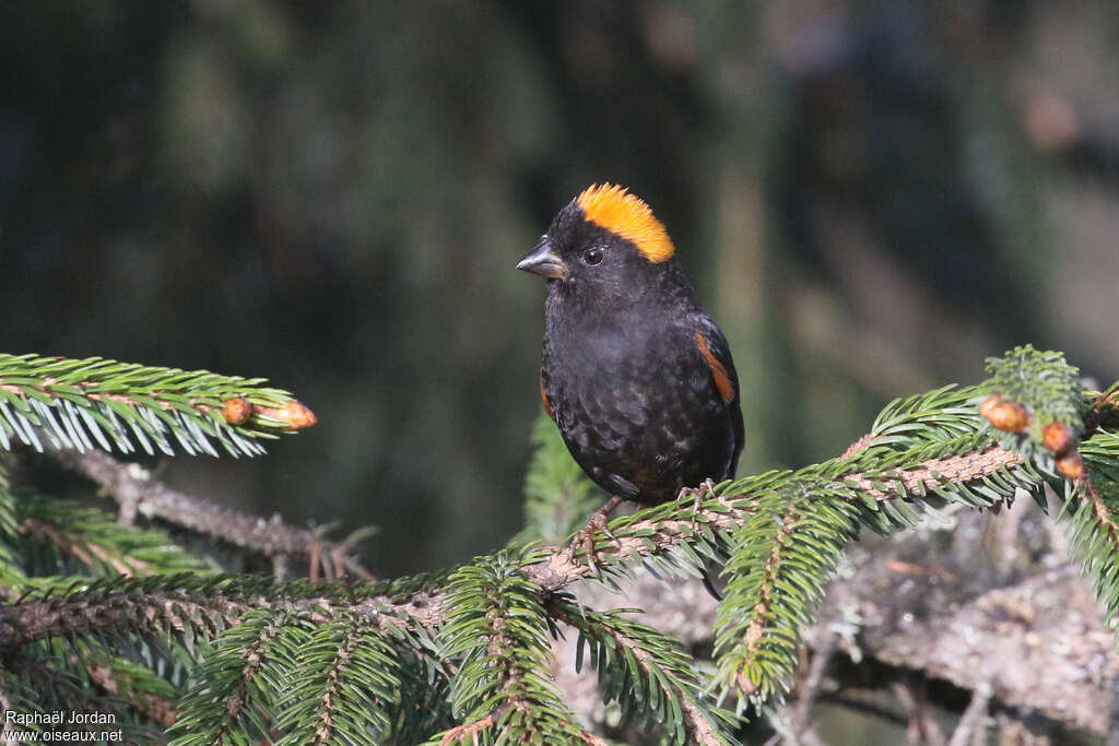 Golden-naped Finch male adult breeding, close-up portrait