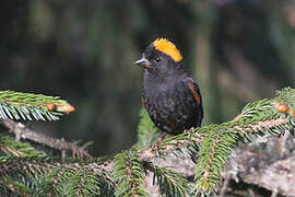 Golden-naped Finch