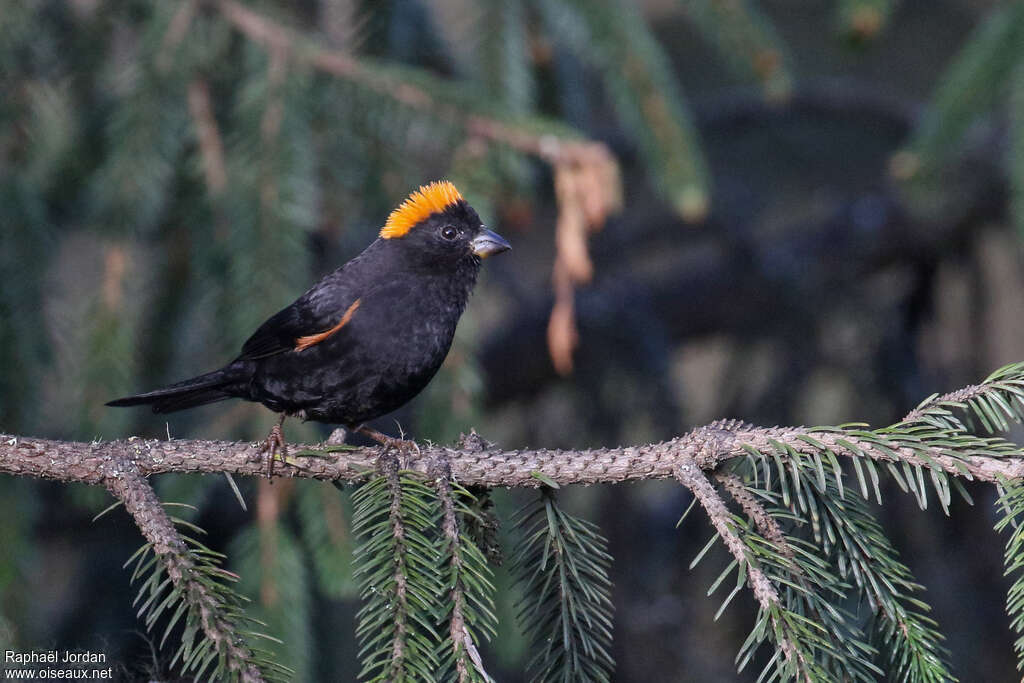 Golden-naped Finch male adult breeding, identification