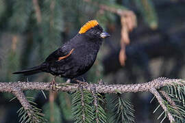 Golden-naped Finch