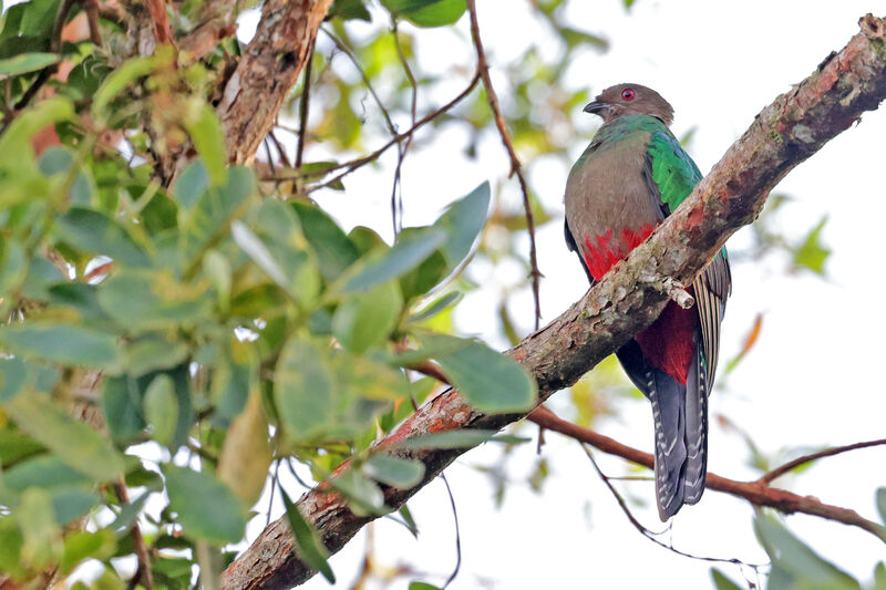 Quetzal antisien femelle