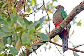 Crested Quetzal