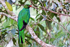 Pavonine Quetzal