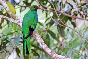 Quetzal pavonin