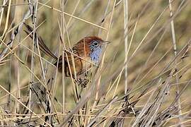 Rufous-crowned Emu-wren