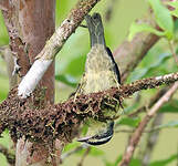 Queue-grise des feuilles
