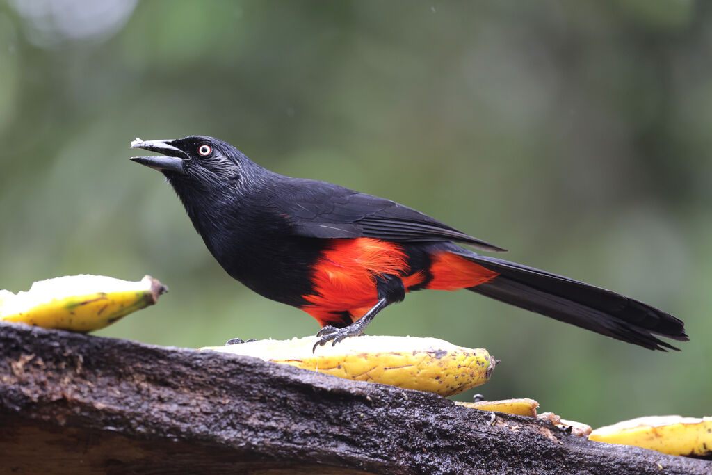 Red-bellied Grackleadult