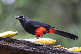 Red-bellied Grackle