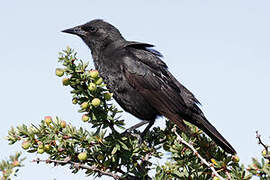 Austral Blackbird