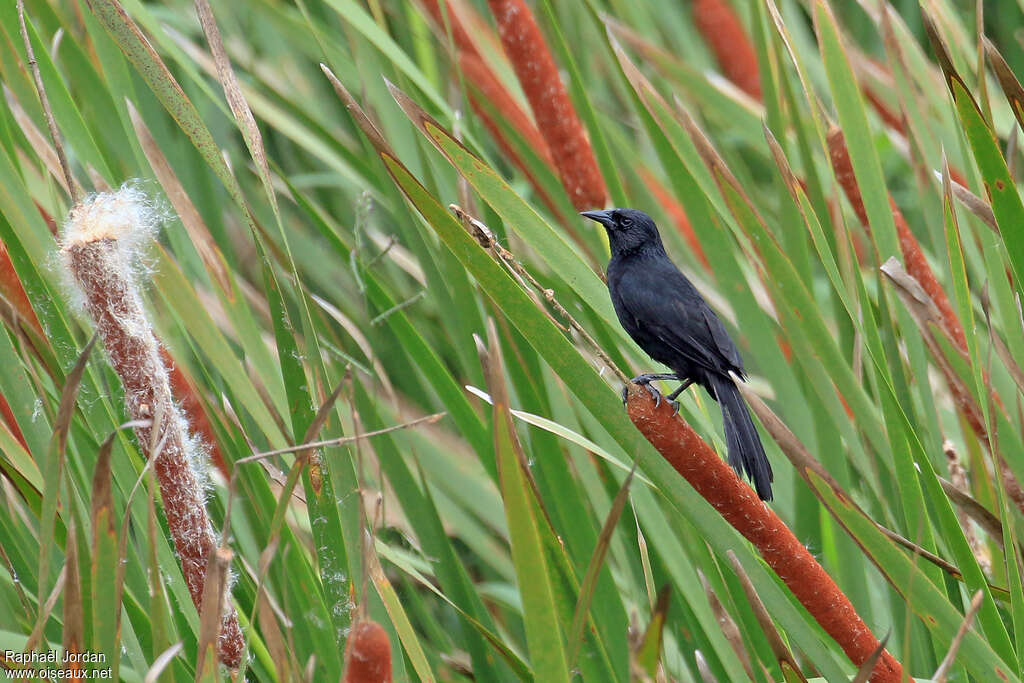 Quiscale de Forbesadulte, identification