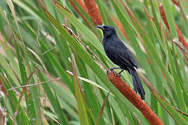 Forbes's Blackbird