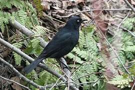 Rusty Blackbird