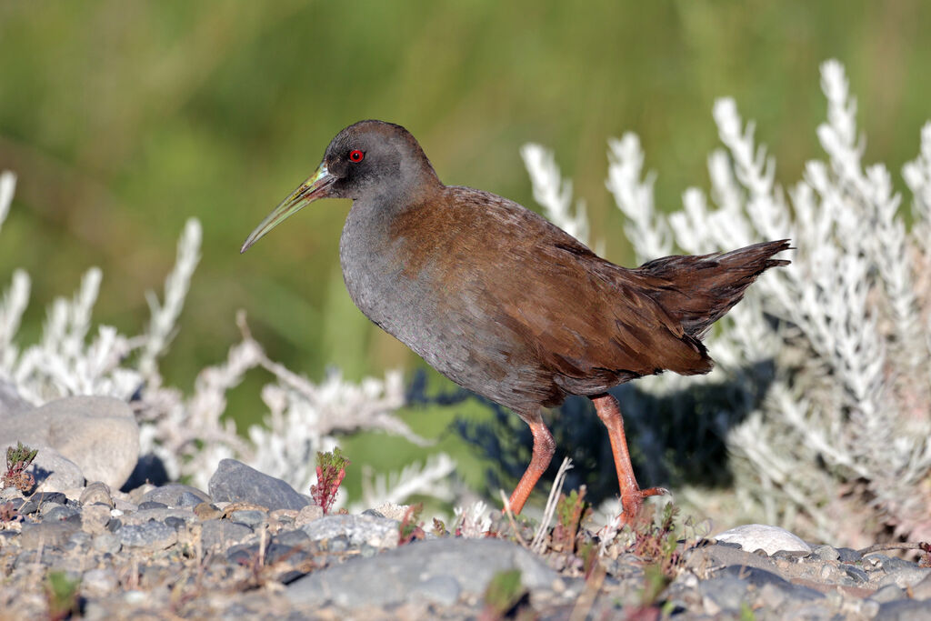 Plumbeous Railadult