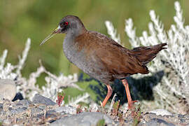 Plumbeous Rail