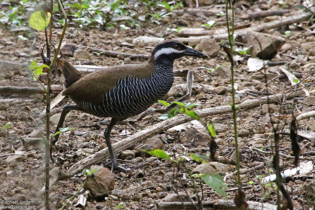 Barred Railadult