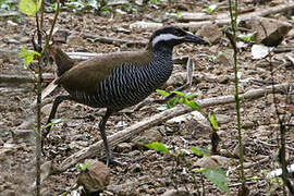 Barred Rail