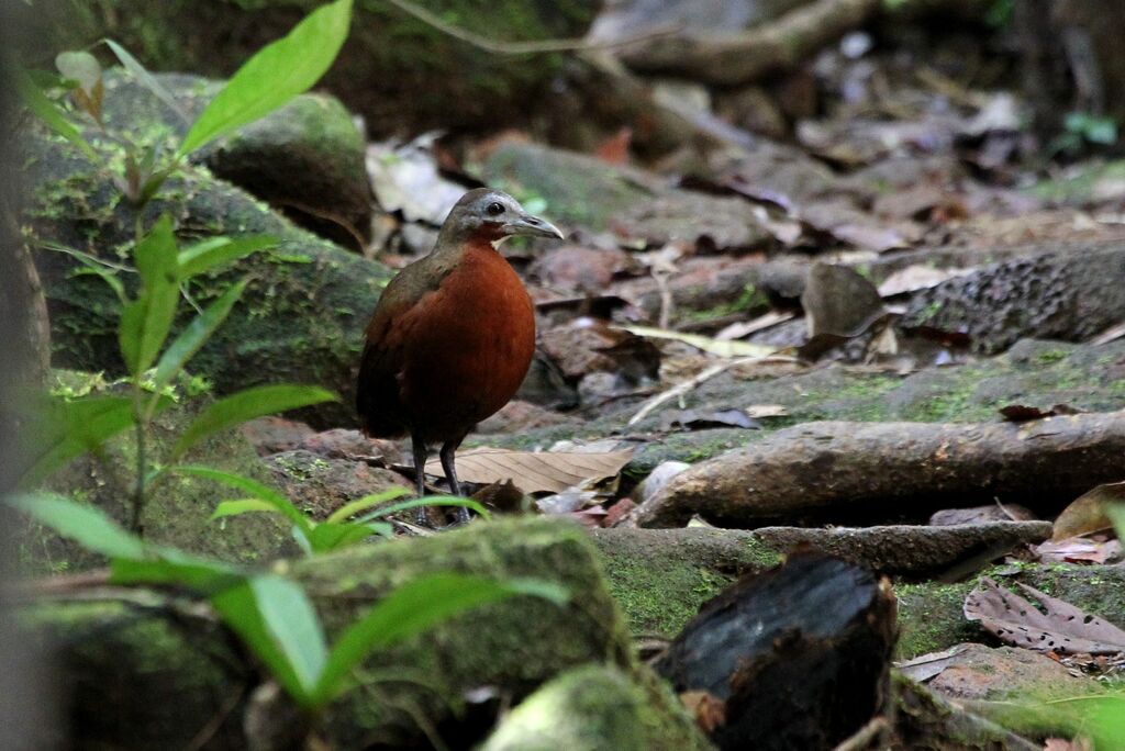 Madagascar Wood Rail