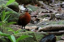 Madagascar Forest Rail