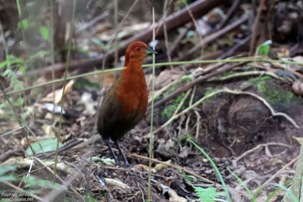 Chestnut-headed Crakeadult