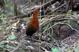 Chestnut-headed Crake