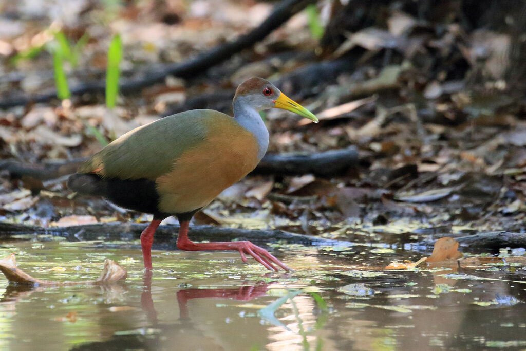 Russet-naped Wood Railadult