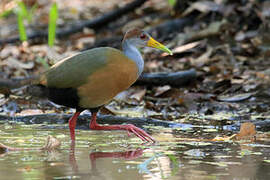 Russet-naped Wood Rail