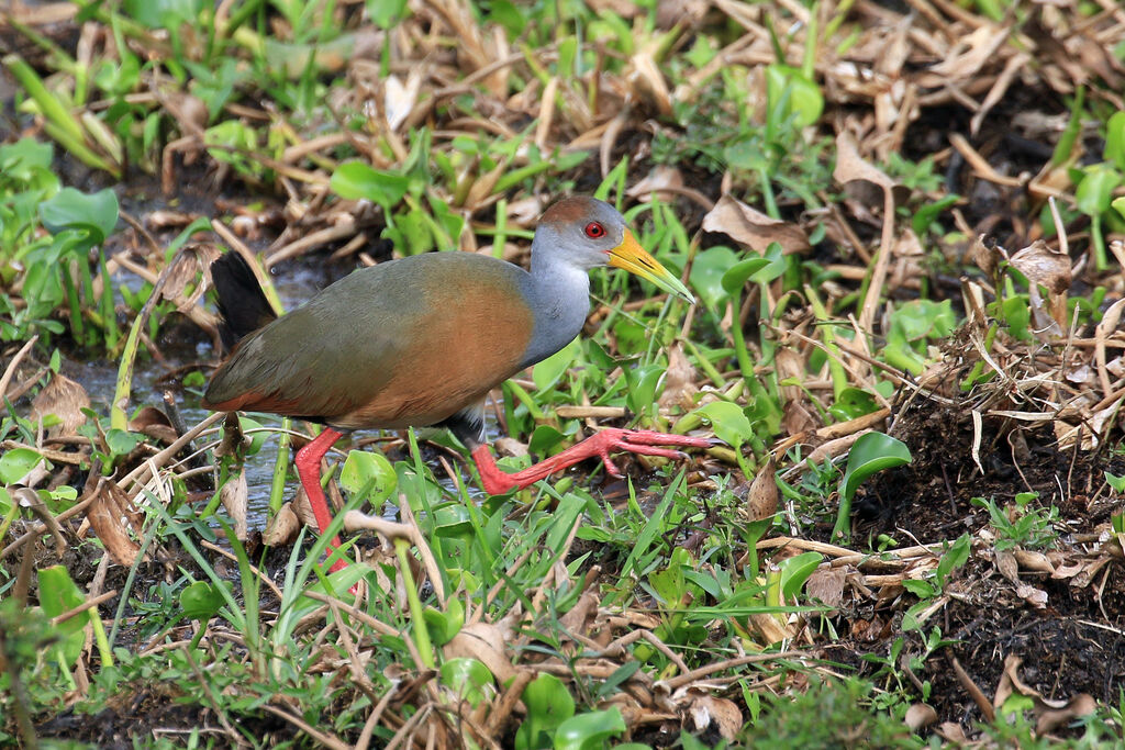 Russet-naped Wood Railadult