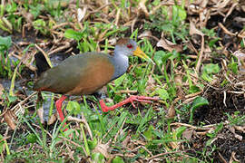 Russet-naped Wood Rail