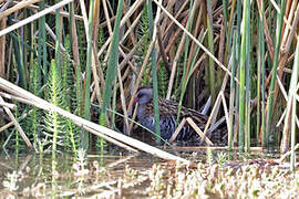 Austral Rail