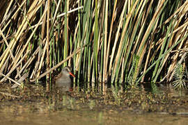 Austral Rail