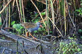 Bogota Rail