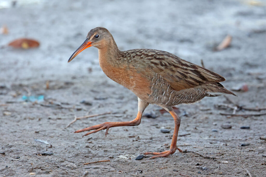 Ridgway's Rail