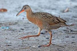 Ridgway's Rail