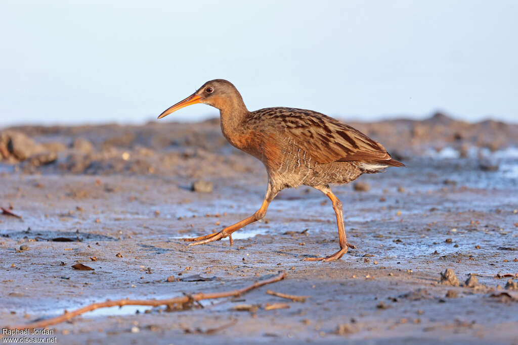 Ridgway's Rail