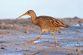 Ridgway's Rail