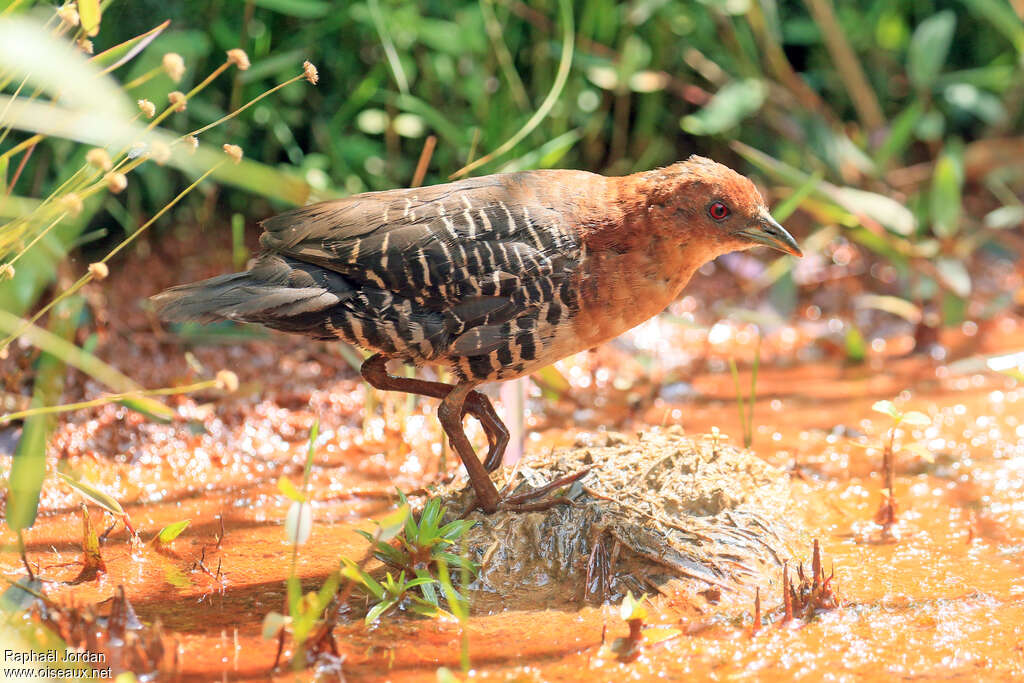 Rufous-faced Crakeadult, identification