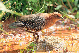 Rufous-faced Crake