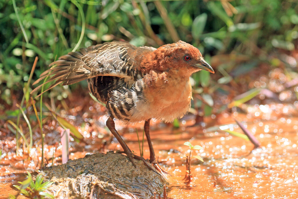 Rufous-faced Crakeadult